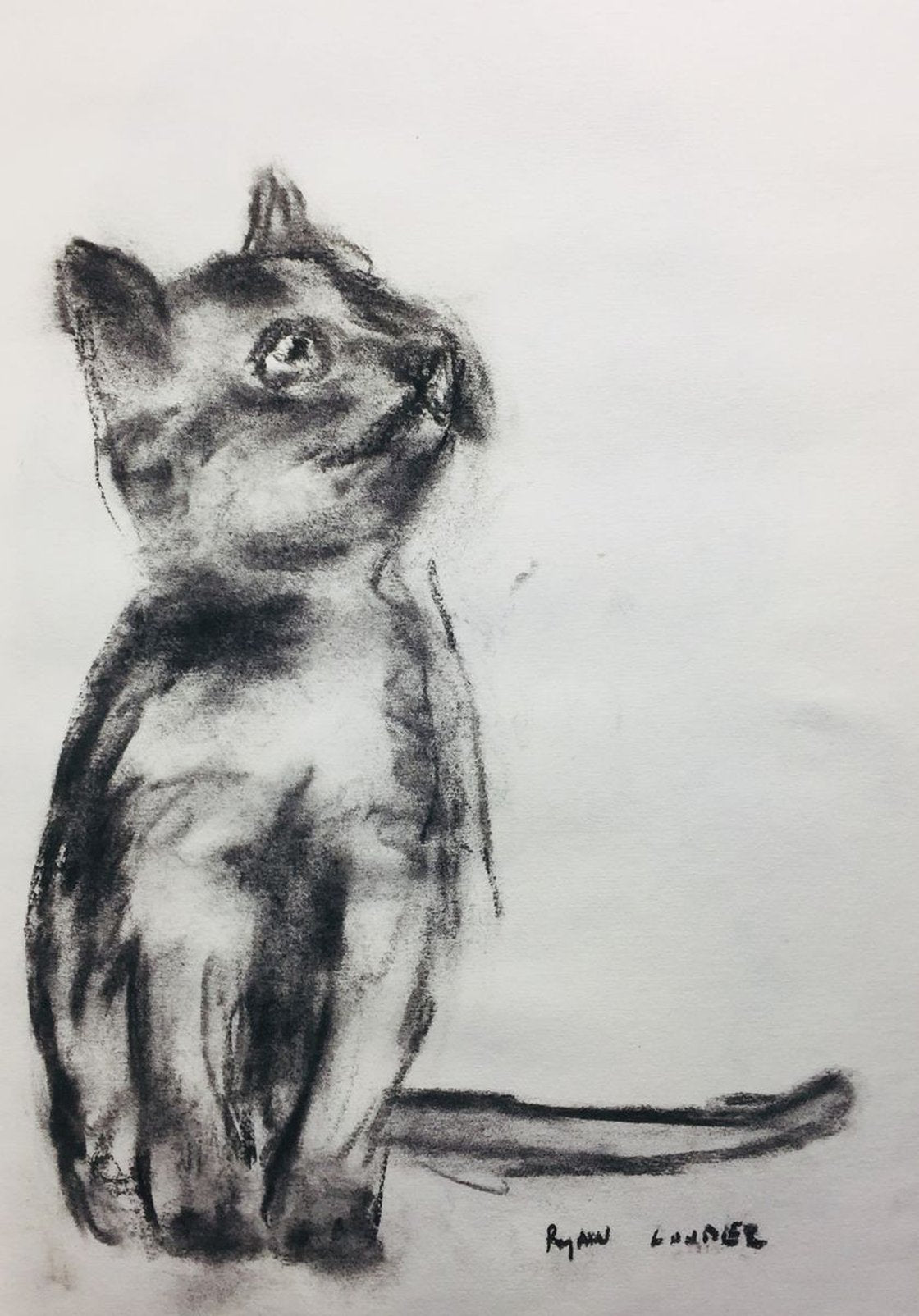 Drawing of Kitten by Ryan Louder - Hahnemühle German Etching Fine Art Print
