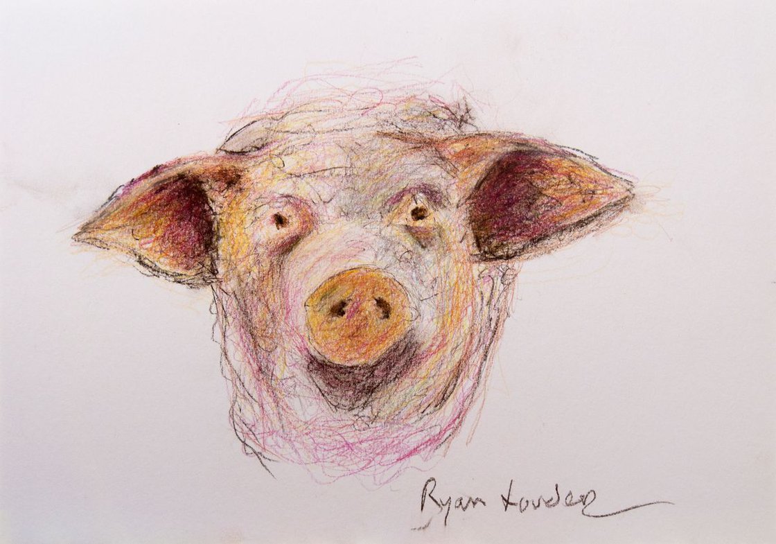 Pig Face by Ryan Louder - Hahnemühle German Etching Fine Art Print