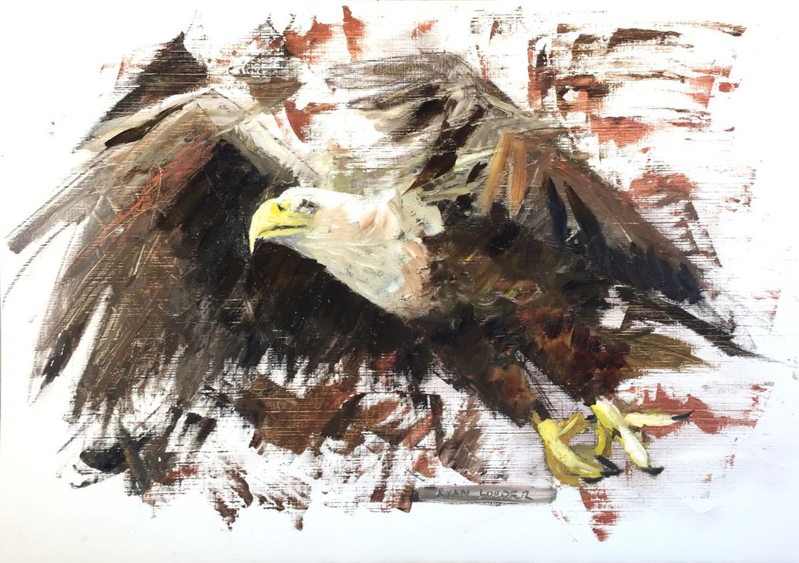 Eagle Study by Ryan Louder - Hahnemühle German Etching Fine Art Print