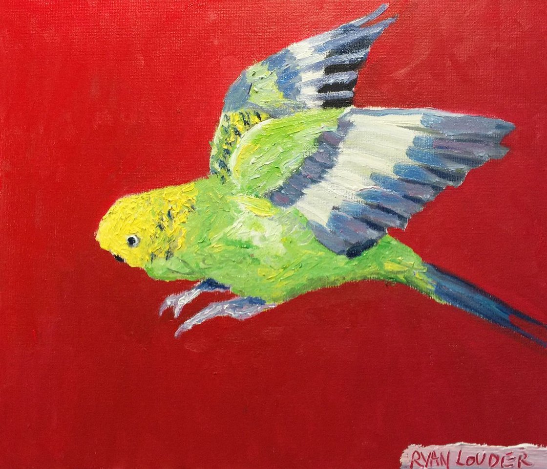 Budgie by Ryan Louder