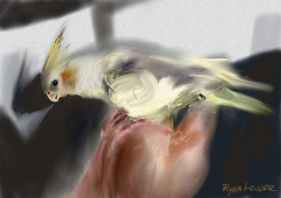 A painting titled 'Cockatiel In The Sun by Ryan  Louder' by Ryan Louder