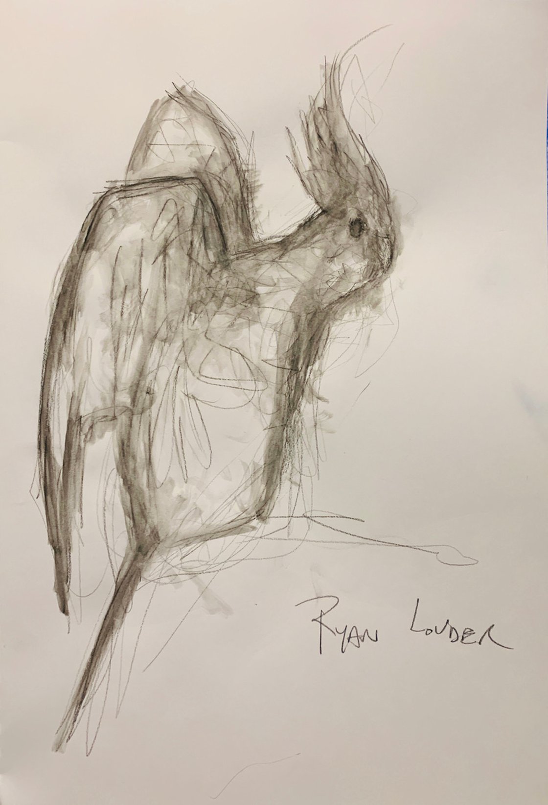 A painting titled 'Cockatiel study on paper by Ryan  Louder' by Ryan Louder
