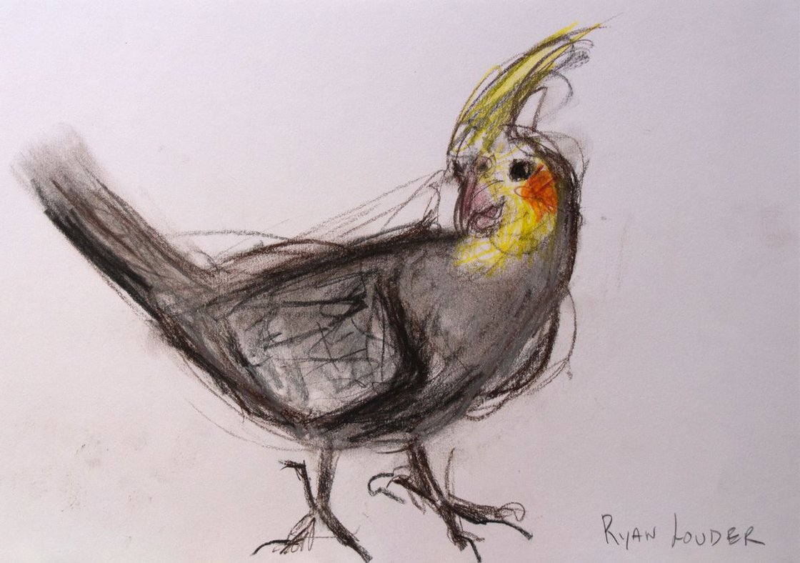Cockatiel - Cheeky Glance by Ryan Louder