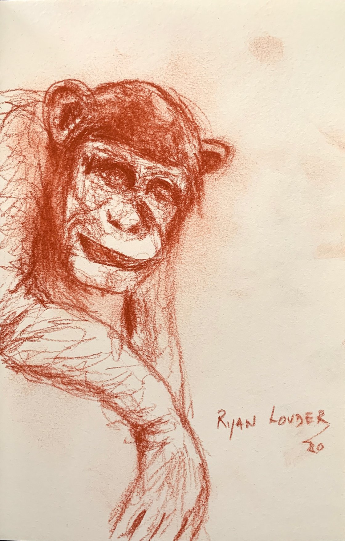Chimpanzee Study - wildlife drawing by Ryan Louder