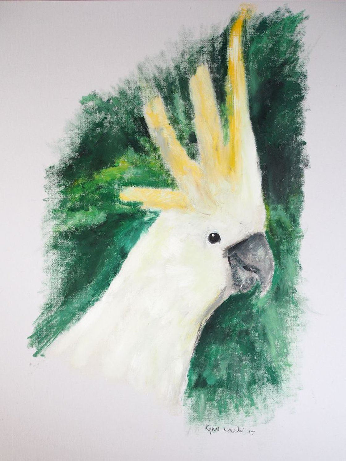 Cockatoo by Ryan Louder